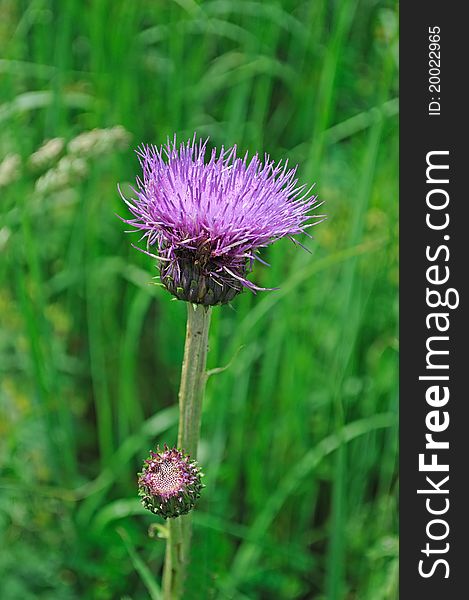 Blooming single purple thistle flower on the meadow