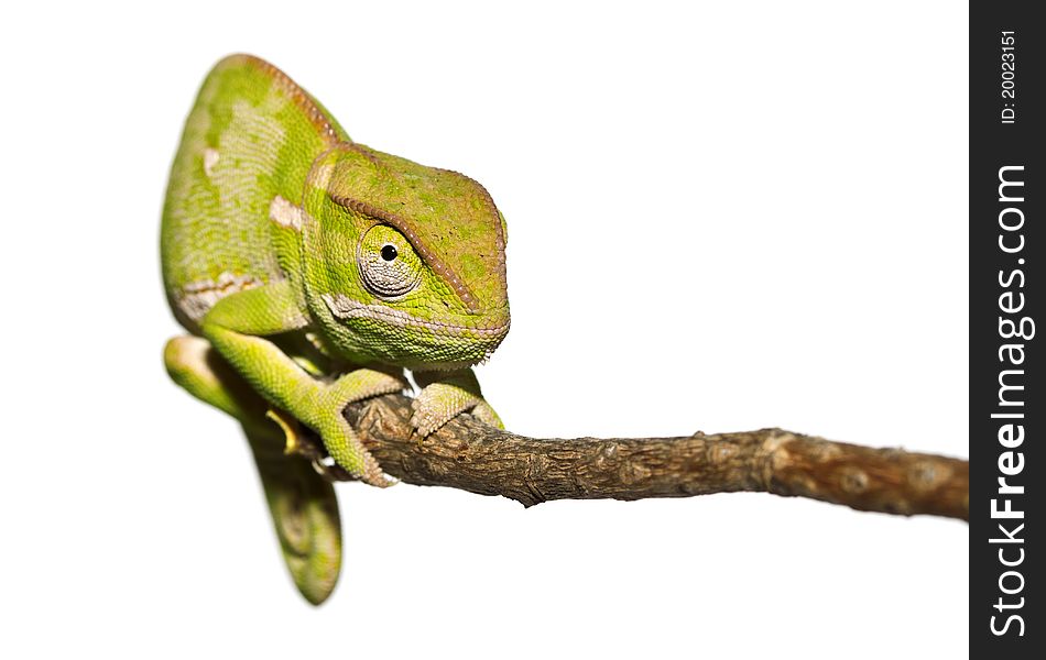 Close-up photograph of a small chameleon isolated on white, staring. Shallow depth of field. Close-up photograph of a small chameleon isolated on white, staring. Shallow depth of field.