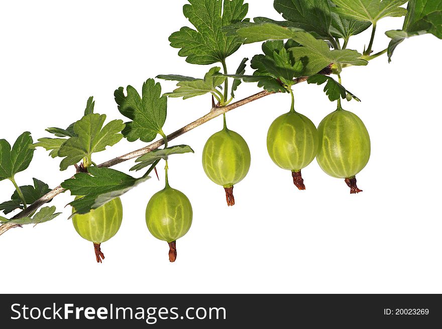 Gooseberries grow on the branch / Isolated image. Gooseberries grow on the branch / Isolated image