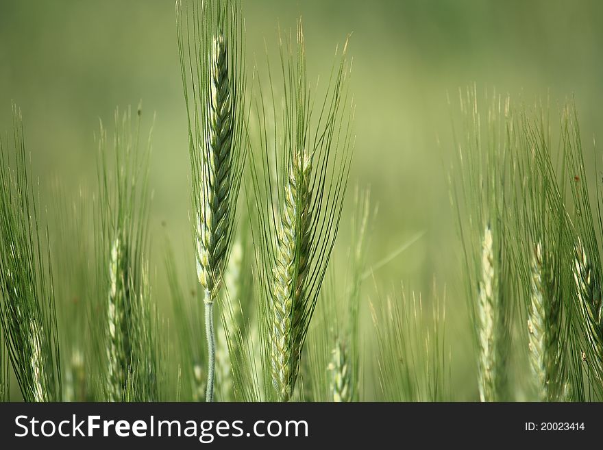 Ear of green wheat in a field