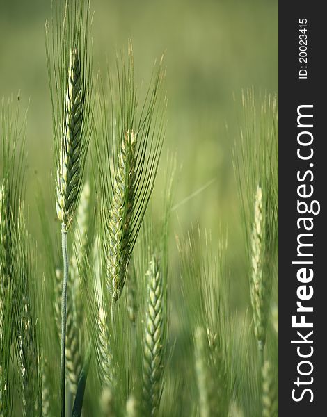 Ear of green wheat in a field