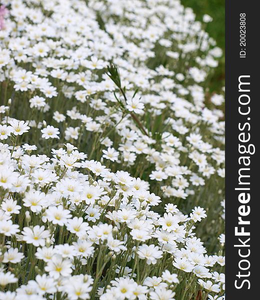 White flowers on a background