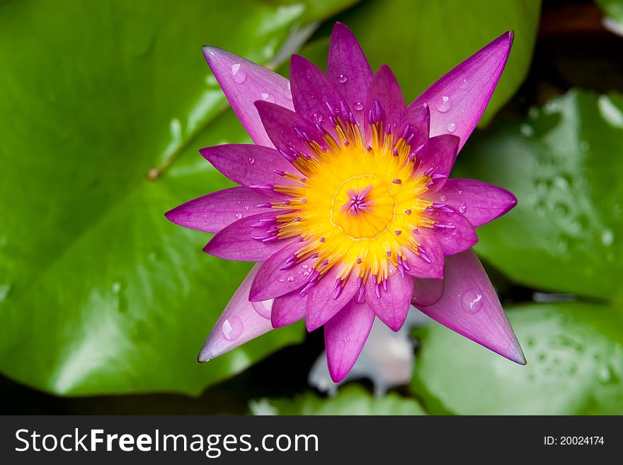 Mauve lotus flower blooming in the pond. The lotus is national flower for Thailand,India,Kampuchea and Bengal. Lotus flower in Asia is a important culture symbol.