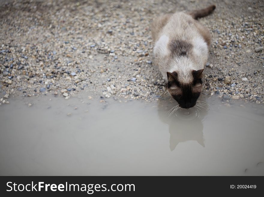 Stray Siamese cat sipping from a dirty puddle. Stray Siamese cat sipping from a dirty puddle.