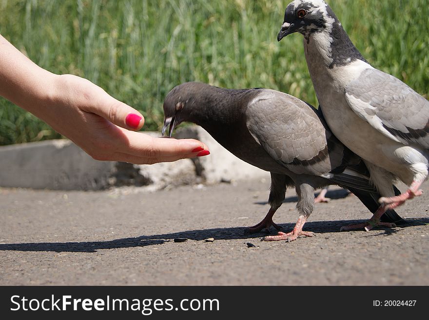 Pair of pigeons have wanted to be treated with sunflower seeds