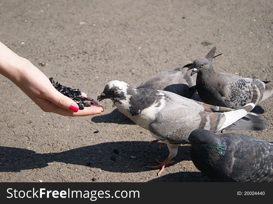 Pigeons eat sunflower seeds from a hand