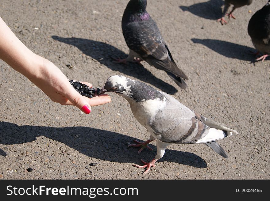 The pigeon greedy pecks sunflower seeds from a hand