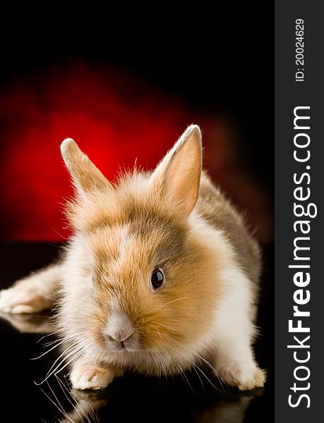 Photo of adorable dwarf rabbit with lion's head on black glass table