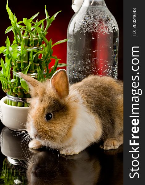 Photo of cute adorable dwarf rabbit with lions head walking on black glass table. Photo of cute adorable dwarf rabbit with lions head walking on black glass table