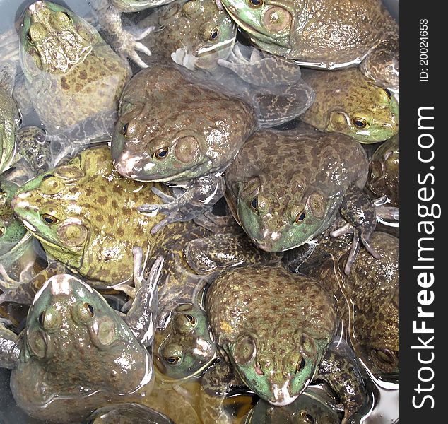 Exotic Cuisine: Pile of Frogs in Asian Supermarket. Exotic Cuisine: Pile of Frogs in Asian Supermarket