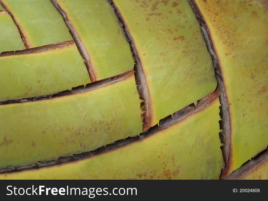 Traveler's palm (Ravenala madagascariensis), Close up texture of traveler's palm. Traveler's palm (Ravenala madagascariensis), Close up texture of traveler's palm.