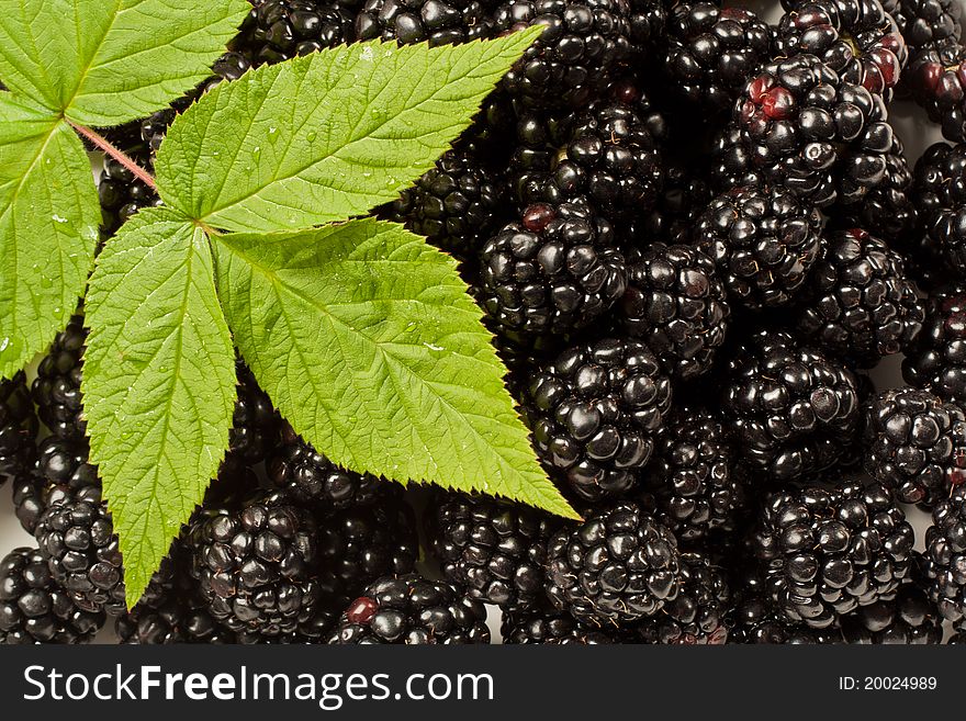 Blackberries with a raspberry leaf on top. Blackberries with a raspberry leaf on top.