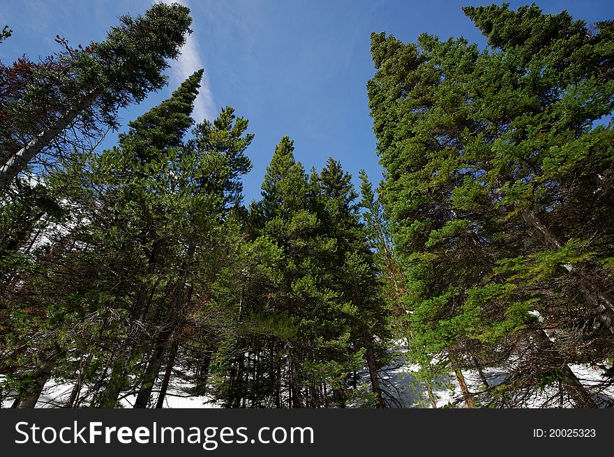 Forest in Rocky Mountain National Park.