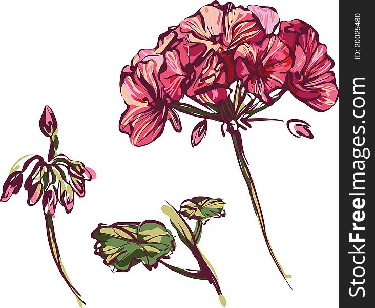 Rosebud geranium