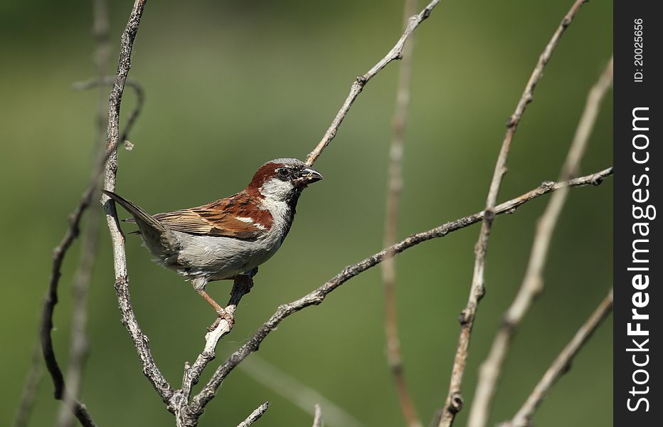 The sparrow   bird sits on a branch of a tree