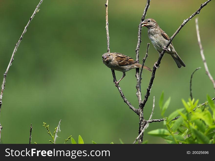 The sparrow bird sits on a branch of a tree. The sparrow bird sits on a branch of a tree
