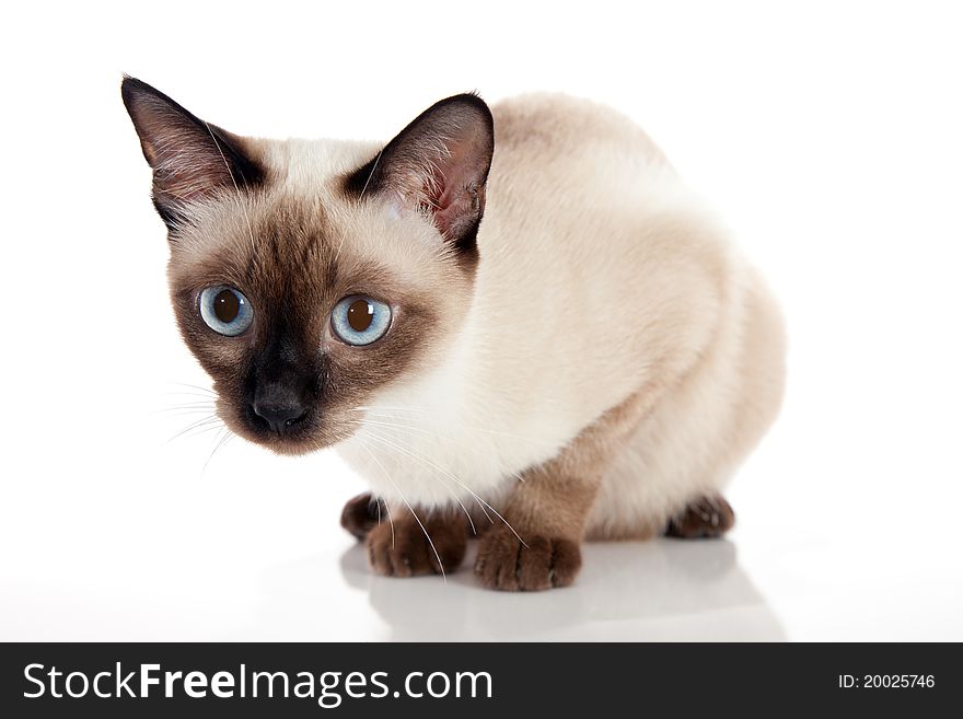 Beautiful Siamese Cat Crouching isolated on white background. Beautiful Siamese Cat Crouching isolated on white background