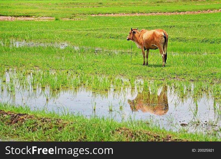 A Cow In A Harvested Rice Field
