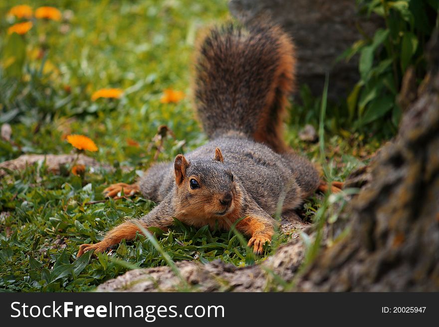 Cute squirrel playing in the grass and dandelions.