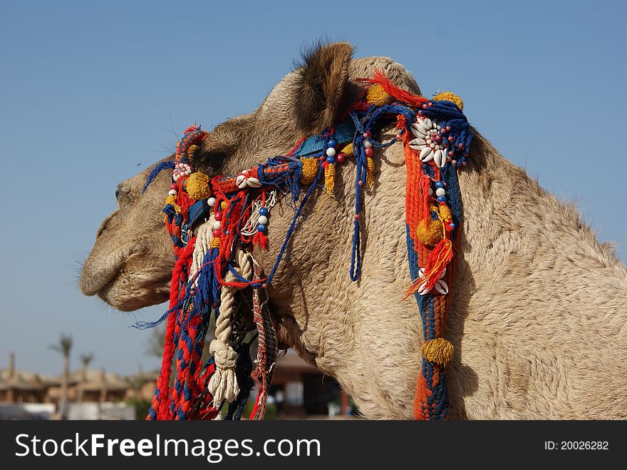 Dreaming camel in Hurghada - Egypt, 2011