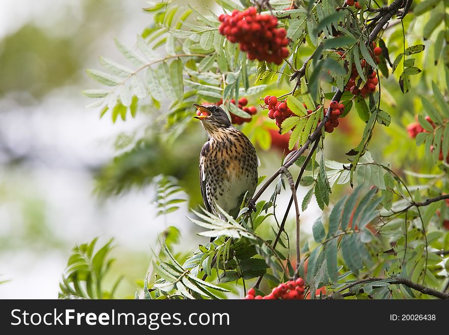 Fieldfare On Rowan-tree