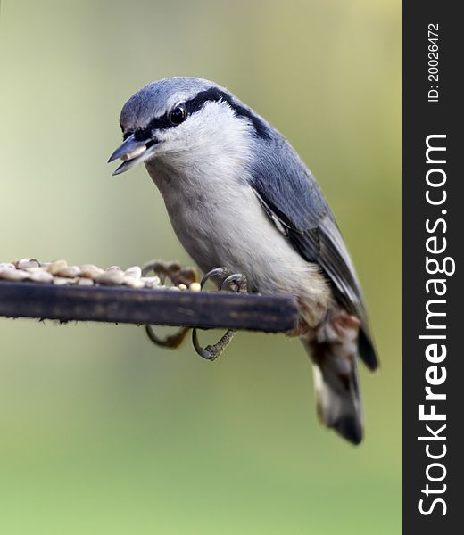 Nuthatch with seeds