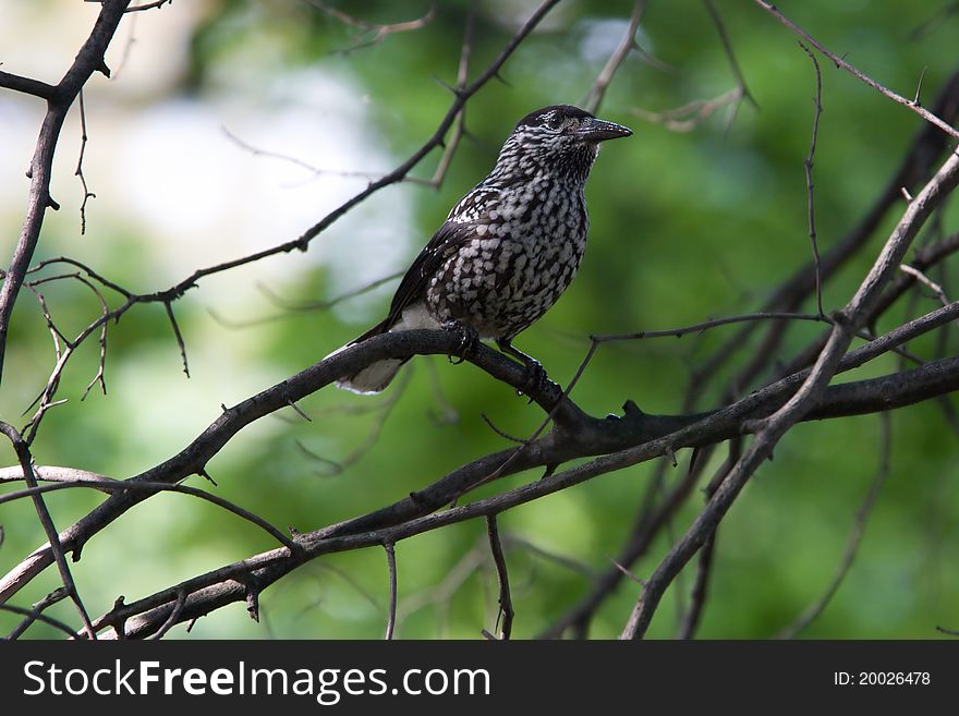 Nutcracker sitting on branch in tree crown