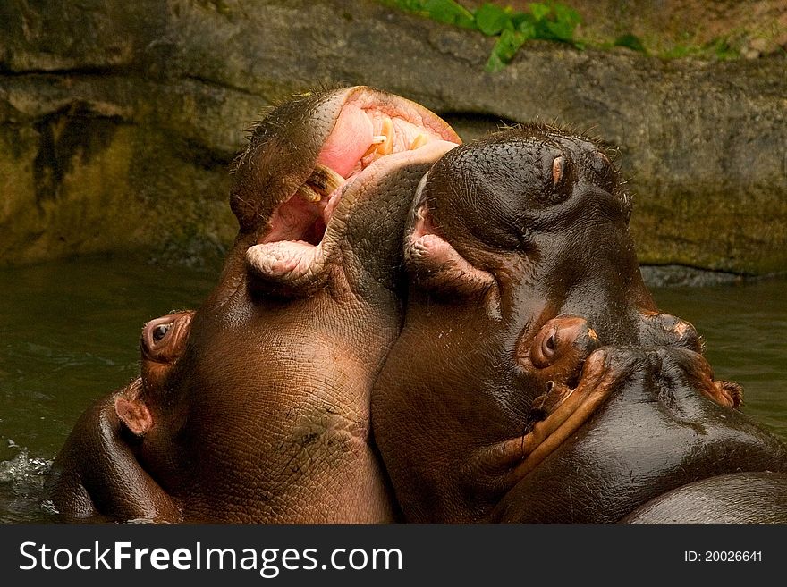 Hippos playing chin to chin. Hippos playing chin to chin