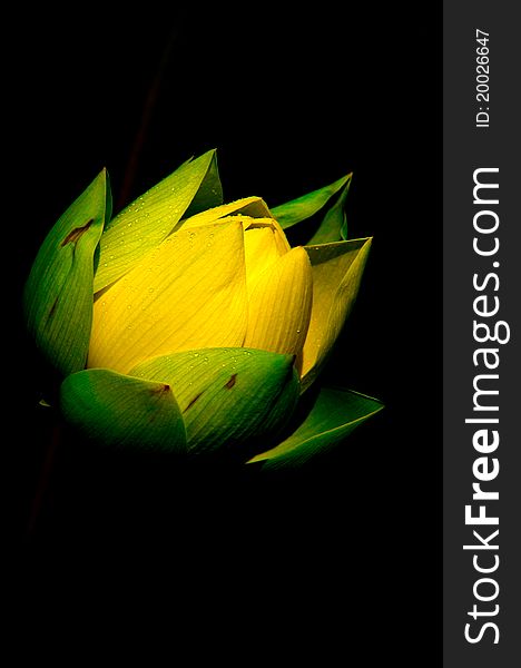 Lotus flower with a black background