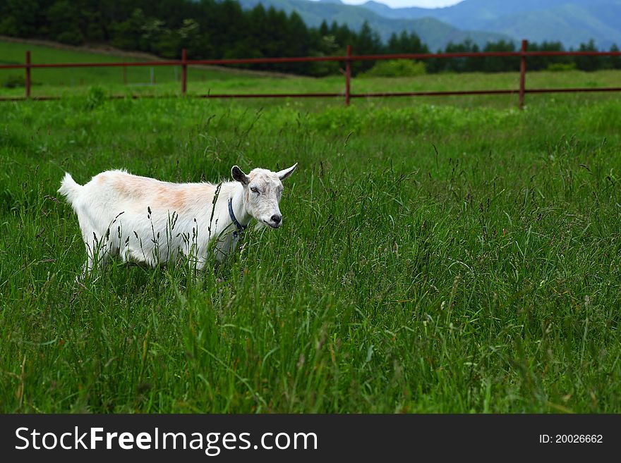 A goat on the meadow