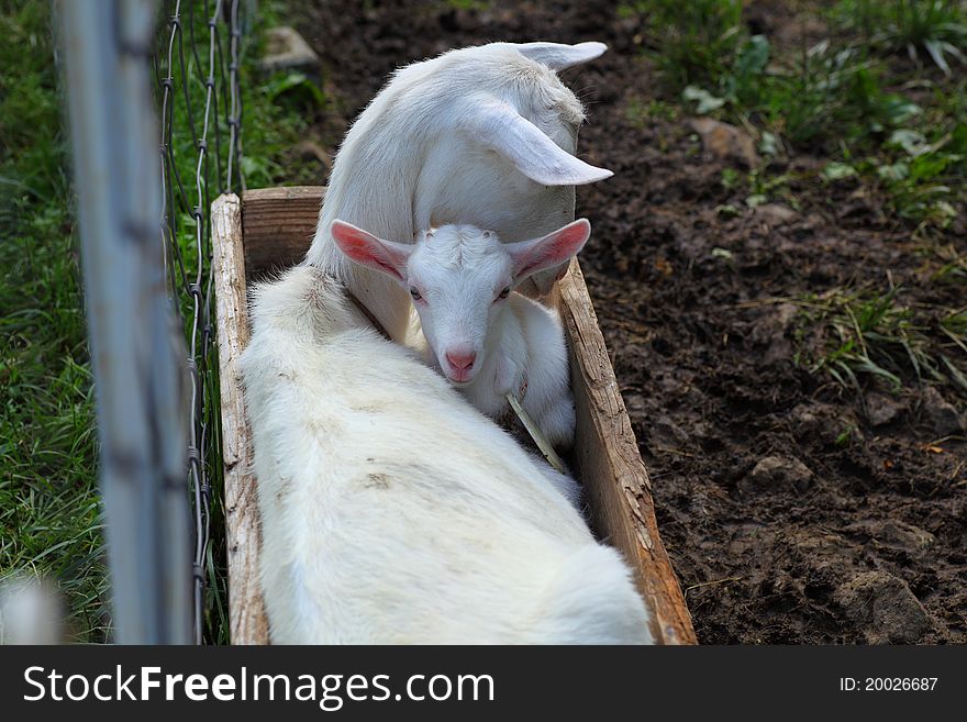 Goat's parent and kid photo, shot in the farm