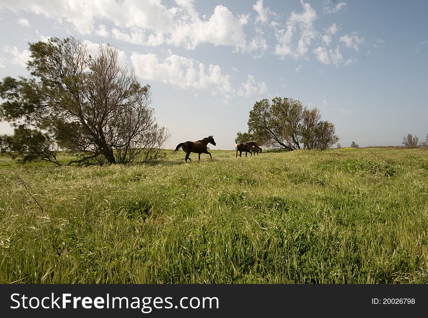 Wild horses galloping freely in a green field. Wild horses galloping freely in a green field