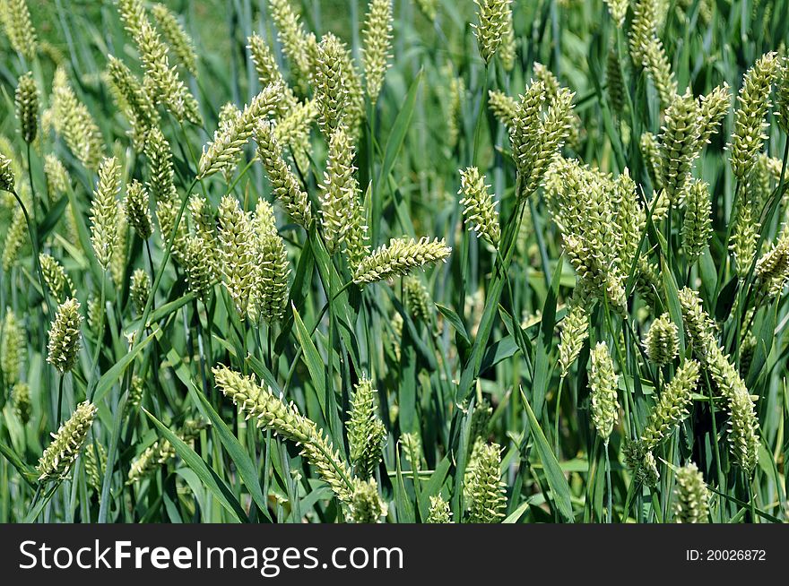 Closeup of barley or wheat