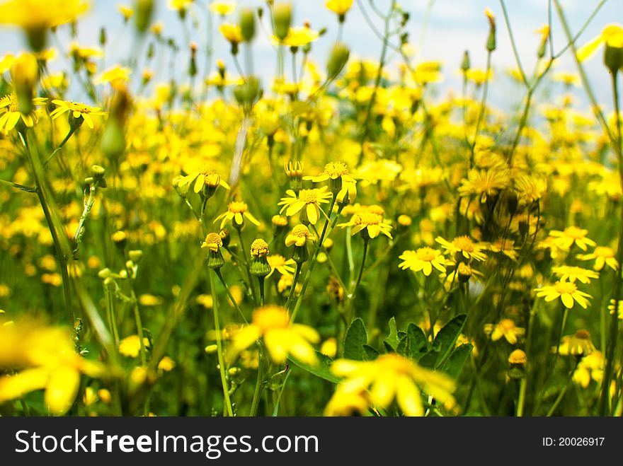 Bright image of meadow with yellow flowers in blossom. Bright image of meadow with yellow flowers in blossom