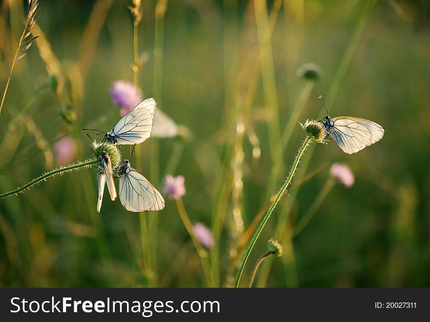 Butterfly wings to dry in the sun