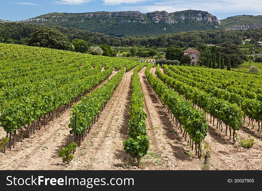 Vineyard near Gordes in Provence. Vineyard near Gordes in Provence