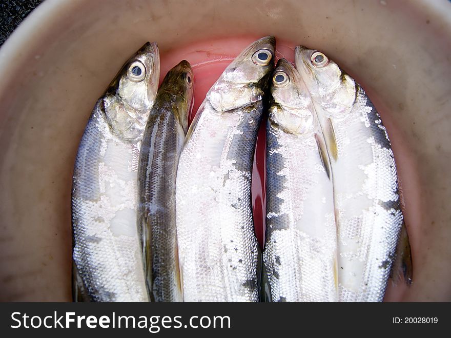 White fish, stare at the eyes, in the seafood sold in the market.