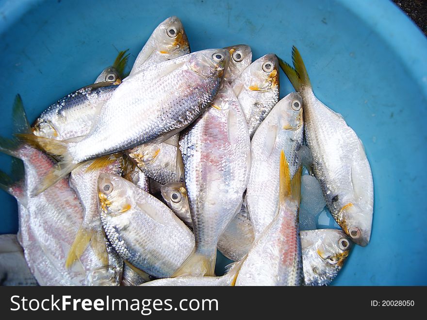 White fish, stare at the eyes, in the seafood sold in the market. It is people like to eat seafood one.