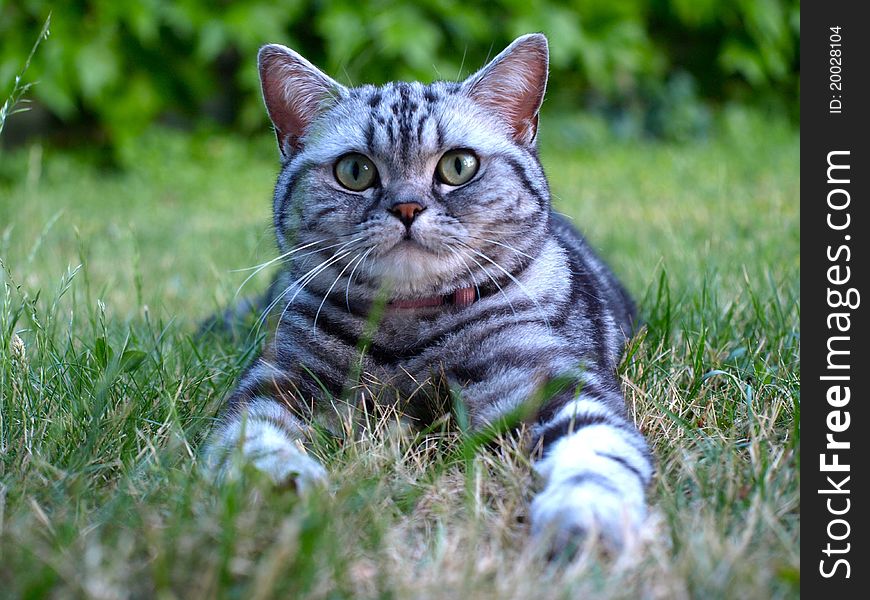 Silver tabby cat lying on grass looking at the camera. Silver tabby cat lying on grass looking at the camera