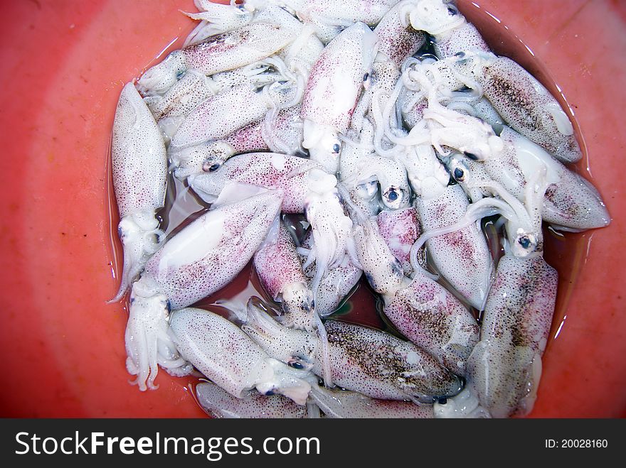 Squid, fresh squid, in the seafood market sale.