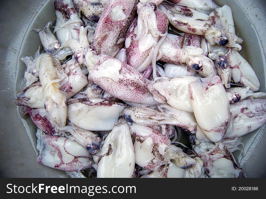 Squid, fresh squid, in the seafood market sale.