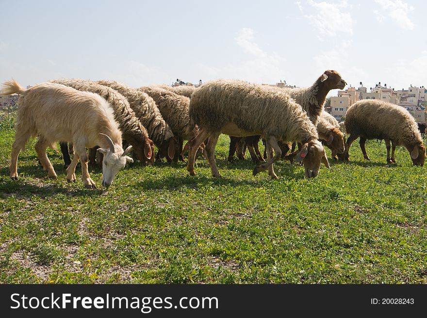 Flock of sheep grazing on a sunny day