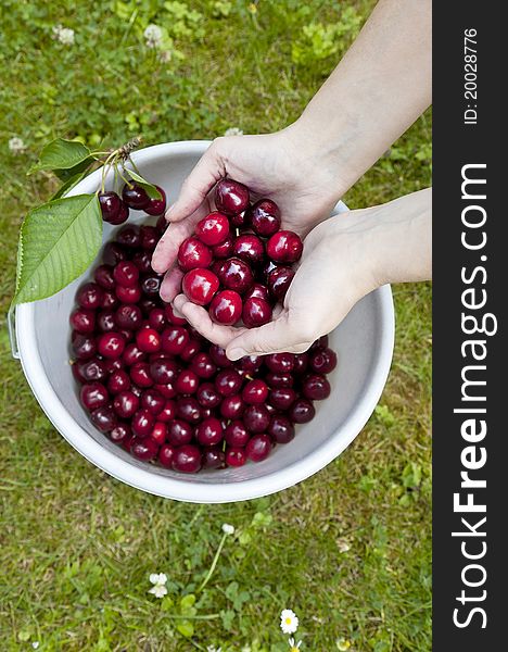 Hands holding and showing fresh picked organic cherries.