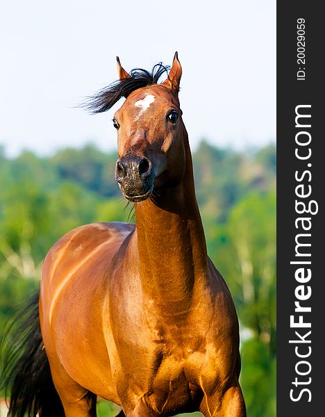 Bay Arabian Horse Portrait In Motion