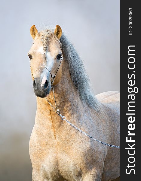 Portrait of welsh mountain pony stallion. Portrait of welsh mountain pony stallion