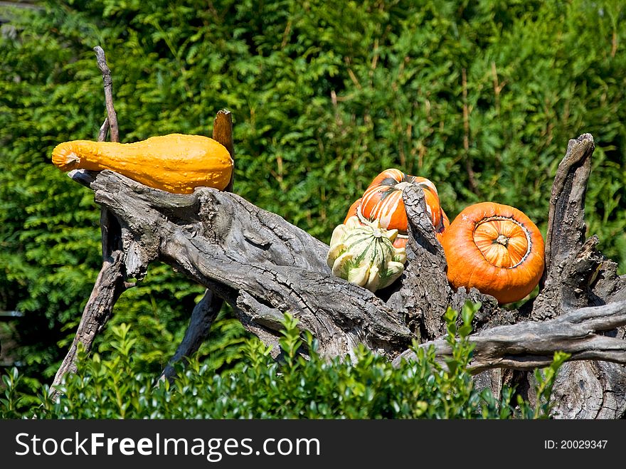 Various pumpkins as decoration objects in fall