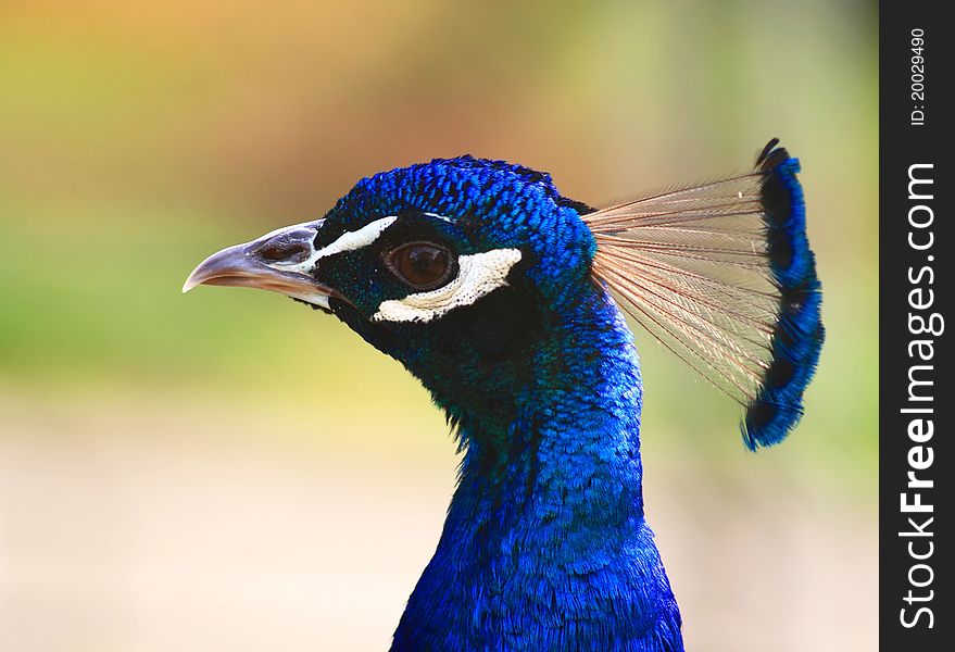 Head of a peacock on a green background