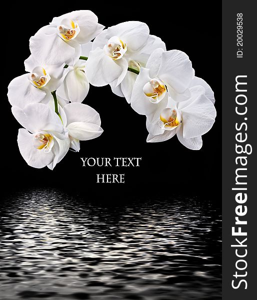 Phalaenopsis. White orchid and water reflection text box. Phalaenopsis. White orchid and water reflection text box