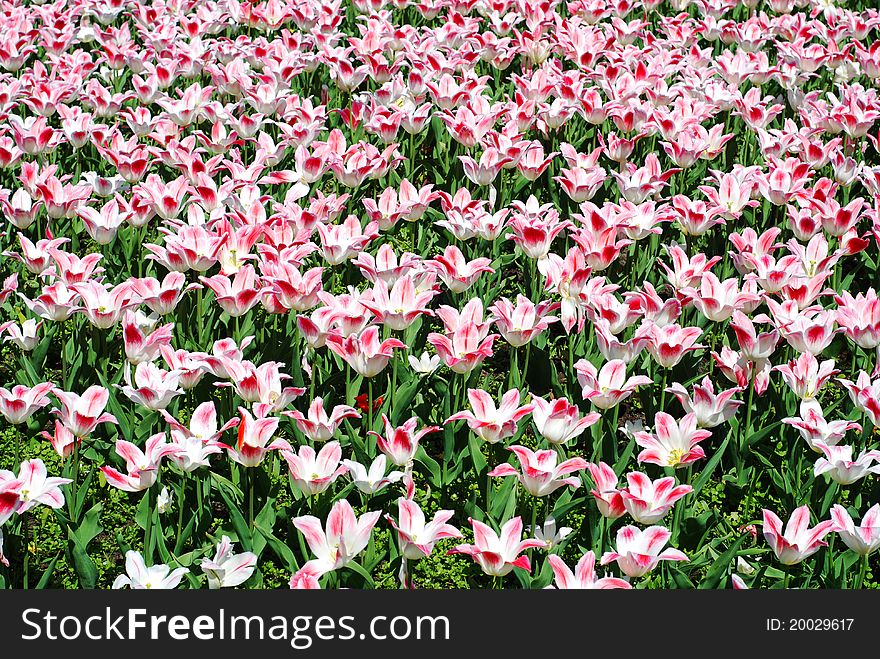 Flowerbed in park full of pink tulips. Flowerbed in park full of pink tulips