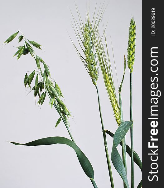 Studio shot of green corns oat, barley, wheat,